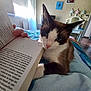 cat, bedroom, book, bed, window, curtains, mirror, furniture, blue_eyes, pet, indoor, cozy, resting, brown_and_white_cat, person_hand, reading, decorations, soft_light, floor, home