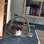 Théa a rejoint le concours — aidez-le/la à gagner de superbes lots ! cat, cat_mat, toy, floor, tile_floor, shelf, books, electronics, living_room, indoor, pet, furniture, wood, cords, power_strip, relaxing, domestic, cute, animal, resting