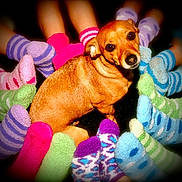 Duke is registered to the contest to win money with this photo: animal, baby, bodypart, canine, chihuahua, clothing, dog, face, finger, glove, hand, head, hosiery, hound, person, pet, photography, puppy, purple, sock