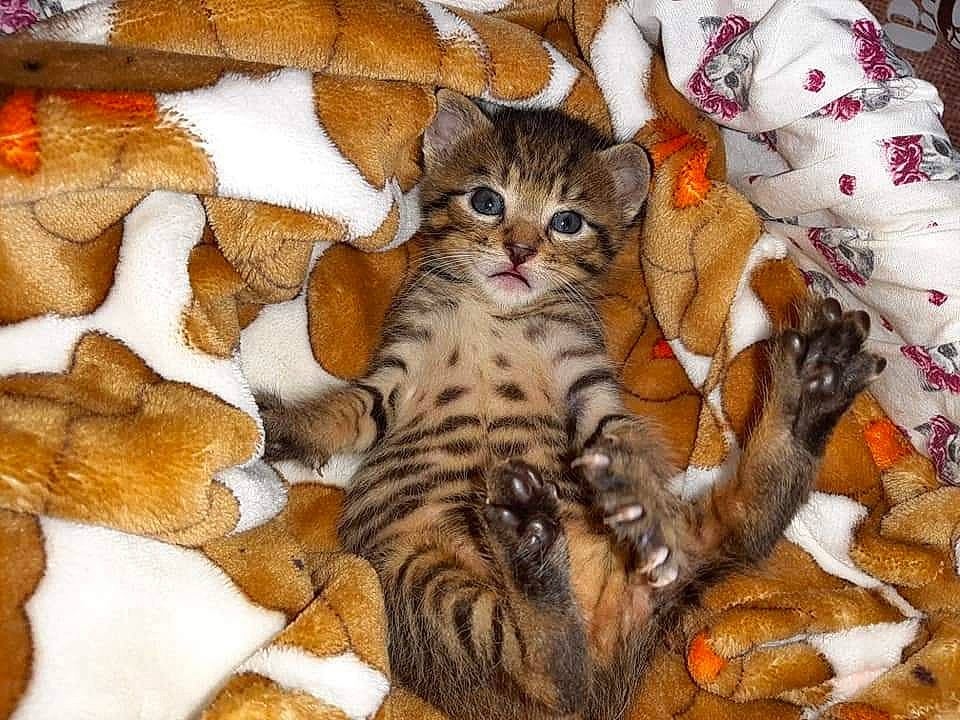 Paolo participe au concours pour gagner de l'argent avec cette photo : carnivore, cat, cat_bed, claw, comfort, domestic_short_haired_cat, fawn, felidae, fur, pattern, paw, small_to_medium_sized_cats, snout, tail, terrestrial_animal, whiskers, wildlife