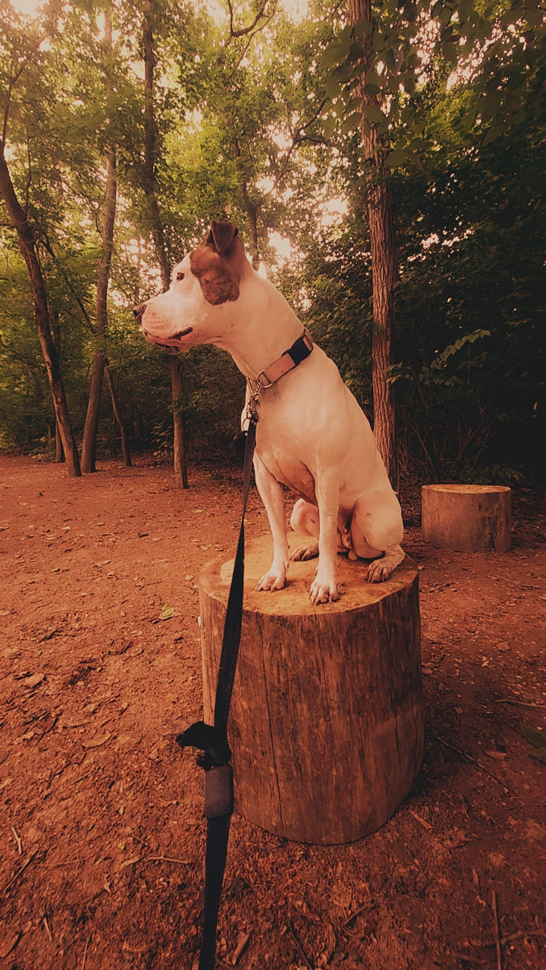 Nova is registered to the contest to win money with this photo: canidae, carnivore, collar, companion_dog, dog, dog_breed, dog_collar, fashion_accessory, fawn, grass, pet_supply, snout, soil, sporting_group, tail, terrestrial_animal, tints_and_shades, tree, wood, working_animal