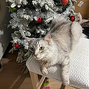 Kiara joined the competition — help win amazing prizes! cat, christmas_tree, christmas, holiday, ornaments, silver_cat, fluffy, furry, green_eyes, pet, animal, chair, cushion, indoor, living_room, home, wood_floor, portrait, festive, decoration