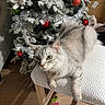 cat, christmas_tree, christmas, holiday, ornaments, silver_cat, fluffy, furry, green_eyes, pet, animal, chair, cushion, indoor, living_room, home, wood_floor, portrait, festive, decoration