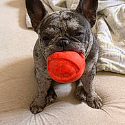 Daffodil Dd Simpson is registered to the contest to win money with this photo: animal, blanket, canine, close_up, couch, dog, ears, french_bulldog, funny, gray_fur, home, indoors, mouth, pet, portrait, red_toy, short_snout, sitting, toy, wrinkled_face