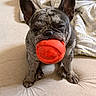 animal, blanket, canine, close_up, couch, dog, ears, french_bulldog, funny, gray_fur, home, indoors, mouth, pet, portrait, red_toy, short_snout, sitting, toy, wrinkled_face