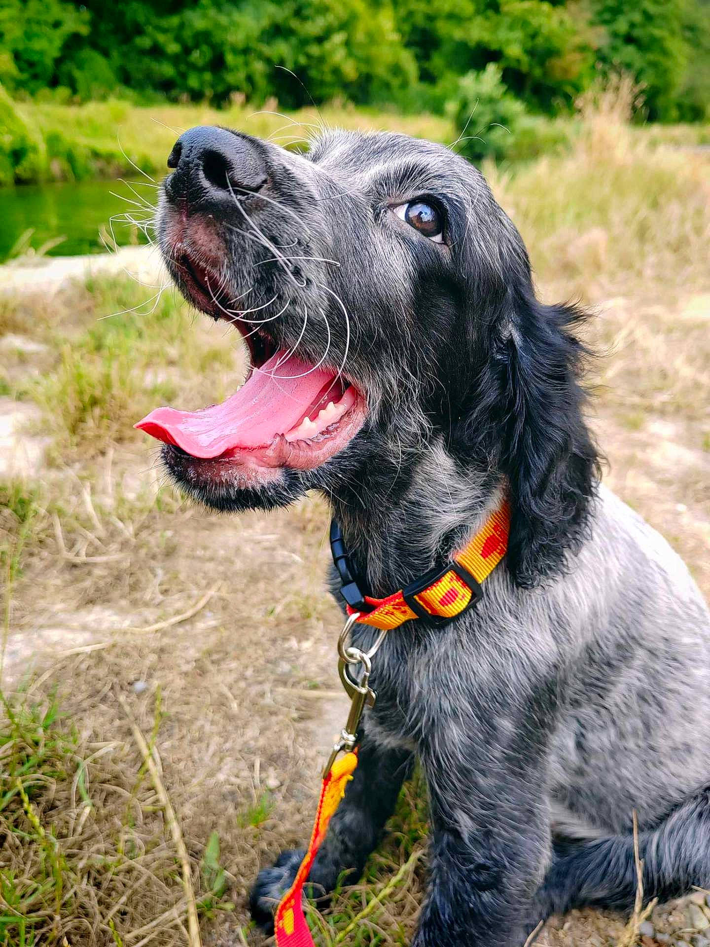 Urkan a rejoint le concours — aidez-le/la à gagner de superbes lots ! accessories, animal, bodypart, canine, cockerspaniel, dog, grass, hound, leash, mouth, outdoors, person, pet, plant, puppy, rock, strap, tongue, tree, vegetation