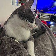 Izo participe au concours pour gagner de l'argent avec cette photo : cat, gray_and_white, indoor, blanket, furniture, television, flower_pot, red_flower, cozy, pet, relaxed, fur, whiskers, paw, side_view, living_room, soft_texture, domestic_animal, resting, comfort