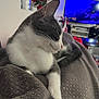 cat, gray_and_white, indoor, blanket, furniture, television, flower_pot, red_flower, cozy, pet, relaxed, fur, whiskers, paw, side_view, living_room, soft_texture, domestic_animal, resting, comfort