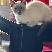 Azur participe au concours pour gagner de l'argent avec cette photo : cat, kitten, siamese, animal, pet, table, furniture, indoor, curtain, red, fur, whiskers, ears, eyes, tail, wood, domestic, closeup, resting, curious