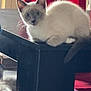 cat, kitten, siamese, animal, pet, table, furniture, indoor, curtain, red, fur, whiskers, ears, eyes, tail, wood, domestic, closeup, resting, curious