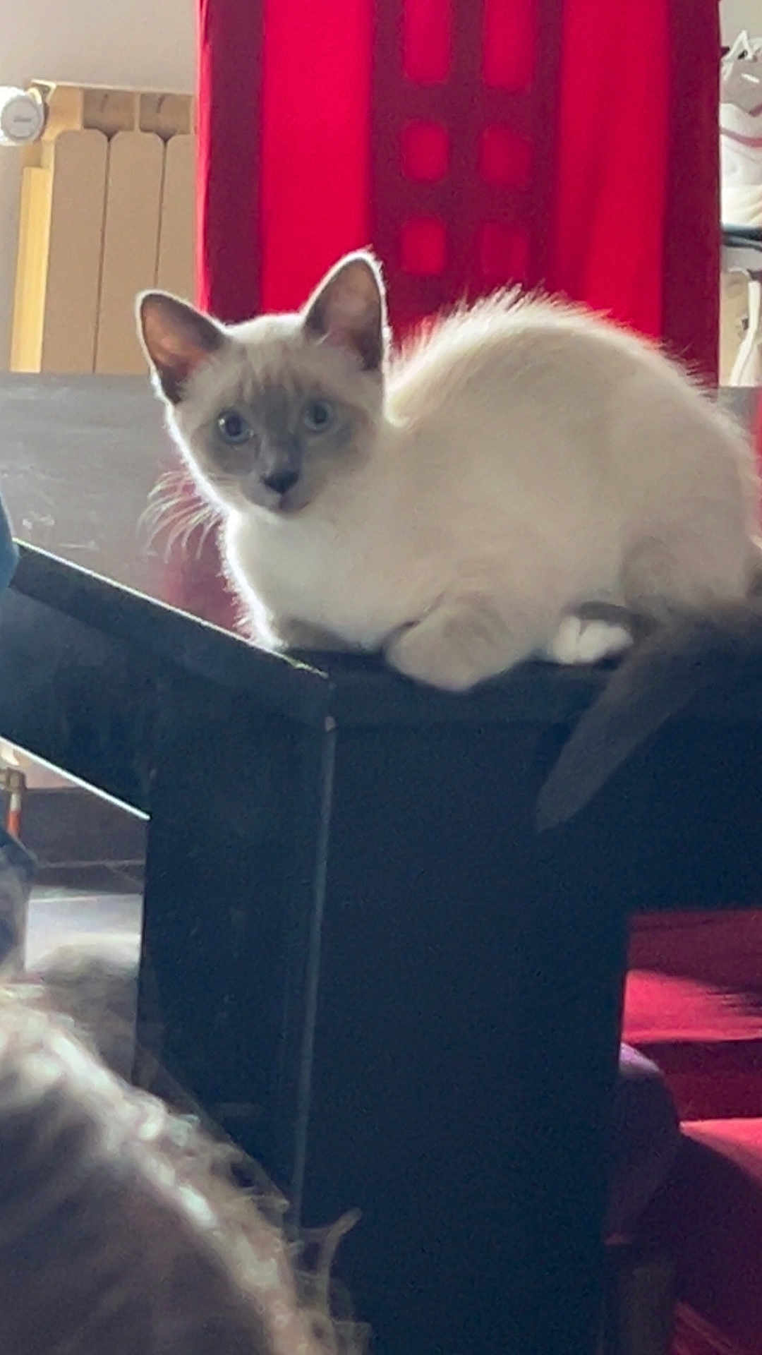 Azur