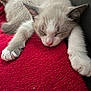 kitten, sleeping, cat, paw, fur, red_blanket, cozy, cute, pet, animal, closeup, resting, indoor, soft, whiskers, relaxing, adorable, feline, nap, young