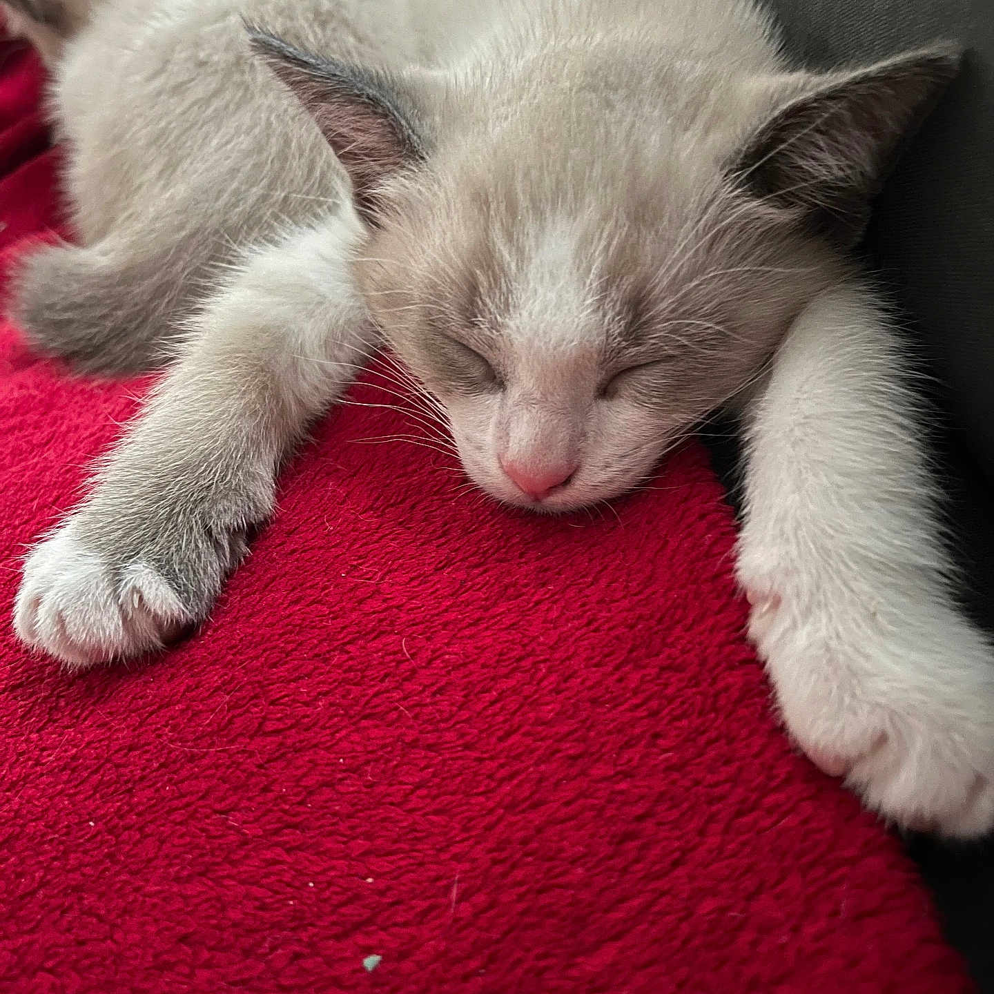 Snow a rejoint le concours — aidez-le/la à gagner de superbes lots ! adorable, animal, cat, closeup, cozy, cute, feline, fur, indoor, kitten, nap, paw, pet, red_blanket, relaxing, resting, sleeping, soft, whiskers, young