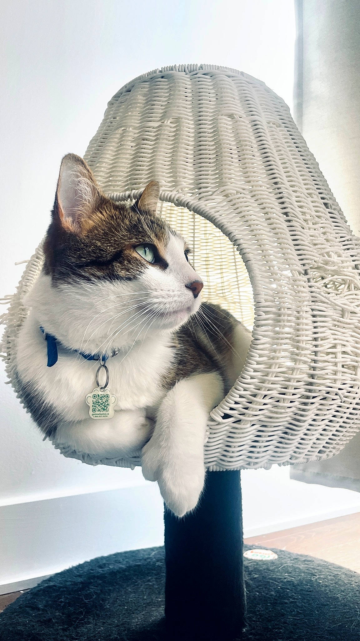 Chaton joined the competition — help win amazing prizes! beard, carnivore, cat, comfort, domestic_short_haired_cat, eyewear, fashion_accessory, felidae, fur, grey, leg, monochrome_photography, paw, sitting, small_to_medium_sized_cats, snout, tail, tree, whiskers, window