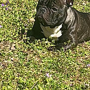 Wednesday joined the competition — help win amazing prizes! animal, black_and_white, calm, canine, closeup, companion, cute, daytime, dog, ears_up, flowers, french_bulldog, grass, greenery, laying_down, nature, outdoor, pet, relaxed, sunlight