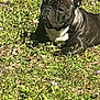 animal, black_and_white, calm, canine, closeup, companion, cute, daytime, dog, ears_up, flowers, french_bulldog, grass, greenery, laying_down, nature, outdoor, pet, relaxed, sunlight