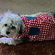 Kimora Lee joined the competition — help win amazing prizes! accessories, animal, backpack, bag, canine, clothing, coat, couch, dog, furniture, handbag, hood, jacket, person, pet, puppy, raincoat, terrier, vest, whitedog