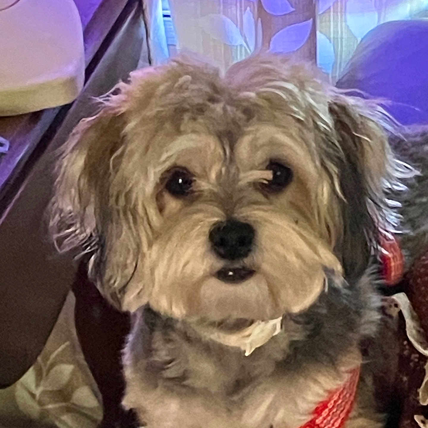 Kimora Lee joined the competition — help win amazing prizes! accessories, affenpinscher, animal, canine, collar, couch, dog, formalwear, furniture, indoors, jewelry, leash, lighting, necklace, pet, poodle, puppy, terrier, tie, whitedog