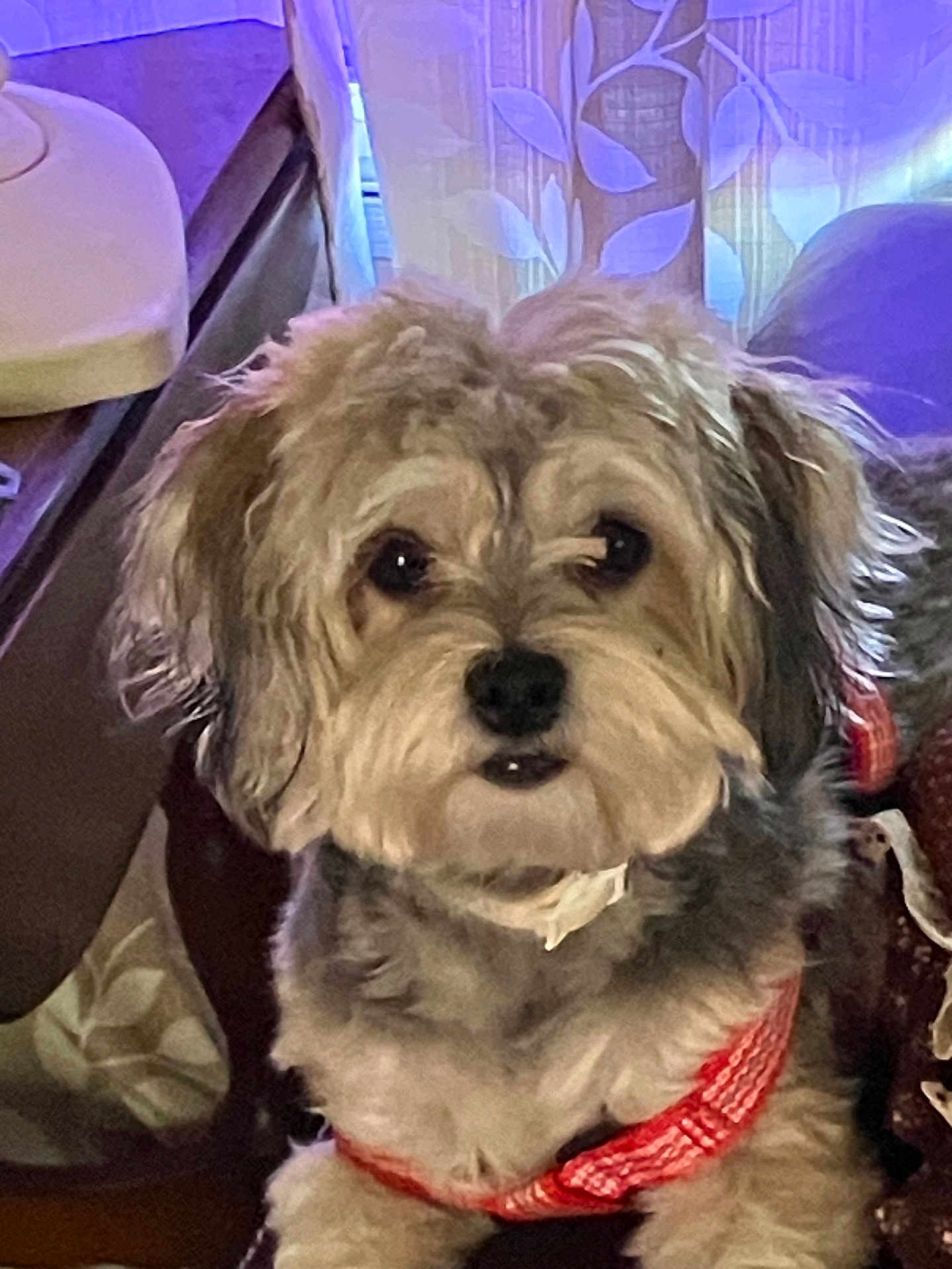 Kimora Lee joined the competition — help win amazing prizes! accessories, affenpinscher, animal, canine, collar, couch, dog, formalwear, furniture, indoors, jewelry, leash, lighting, necklace, pet, poodle, puppy, terrier, tie, whitedog