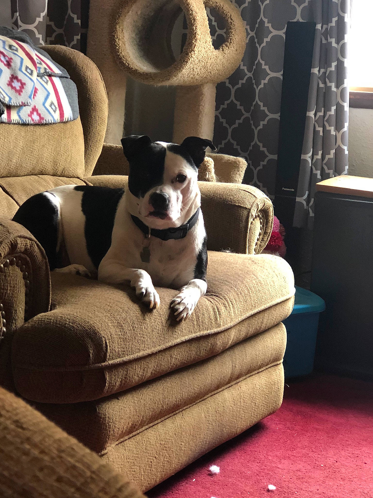 Domino is registered to the contest to win money with this photo: carnivore, comfort, companion_dog, couch, dog, dog_breed, eyewear, fawn, furniture, grey, interior_design, living_room, pillow, room, tints_and_shades, toy, vertebrate, window, wood, working_animal