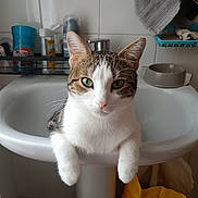 June participe au concours pour gagner de l'argent avec cette photo : cat, sink, bathroom, tile_wall, towel, faucet, pet_bowl, shelf, toiletries, paws, green_eyes, domestic_cat, white_fur, tabby, portrait, indoor, household_item, plastic_bag, whiskers, curious_expression