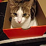 June participe au concours pour gagner de l'argent avec cette photo : abyssinian, animal, box, cardboard, carton, cat, computer, drawer, electronics, furniture, hardwood, kitten, laptop, manx, pc, pet, plywood, shelf, wood