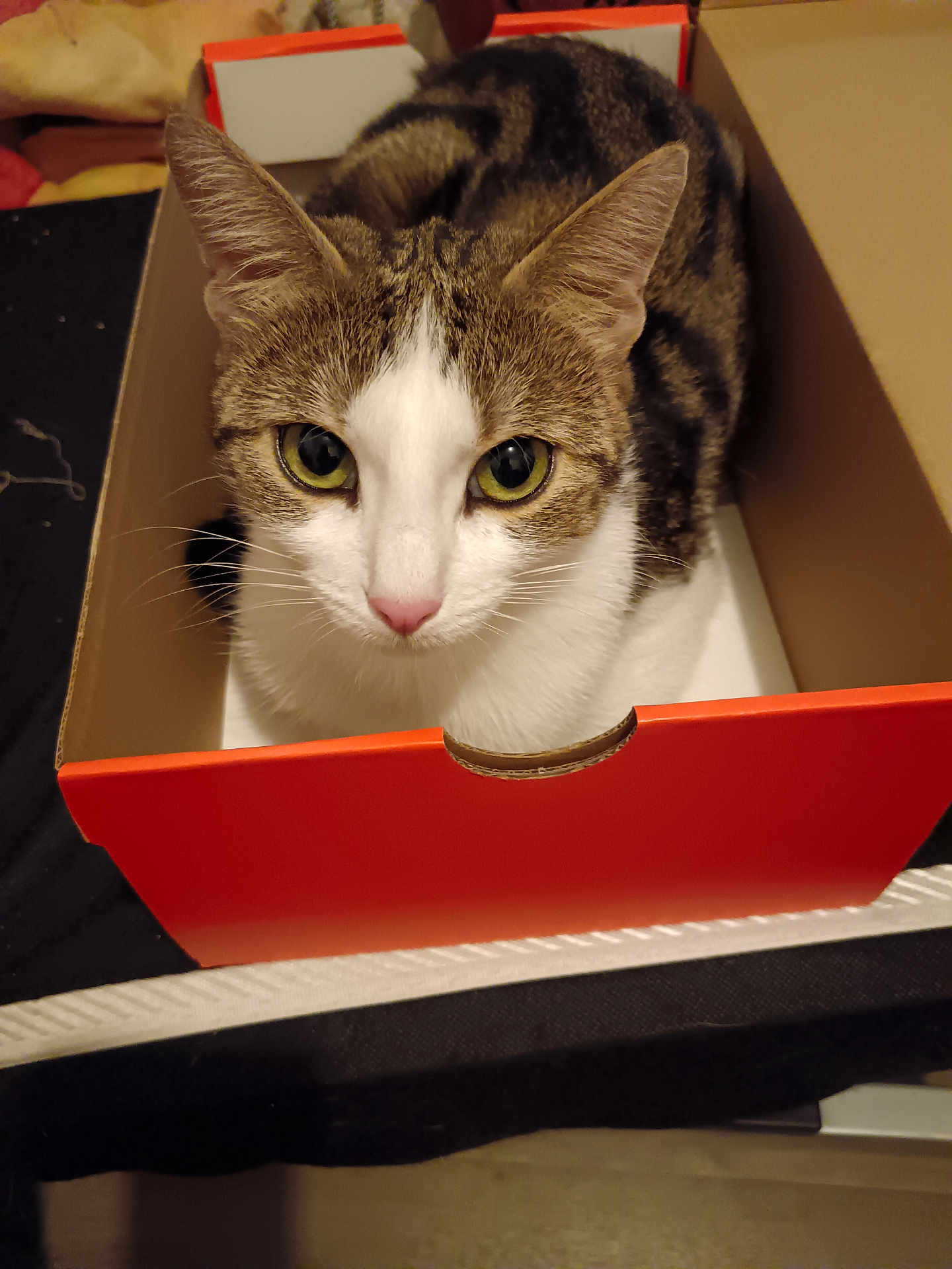 June participe au concours pour gagner de l'argent avec cette photo : abyssinian, animal, box, cardboard, carton, cat, computer, drawer, electronics, furniture, hardwood, kitten, laptop, manx, pc, pet, plywood, shelf, wood