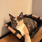 Sage is registered to the contest to win money with this photo: animal, basket, calico_cat, cat, close_up, cozy, ears, feline, front_paw, home, indoor, lying_down, pet, portrait, relaxed, tricolor, whiskers, wooden_table, woven_basket, yellow_eyes