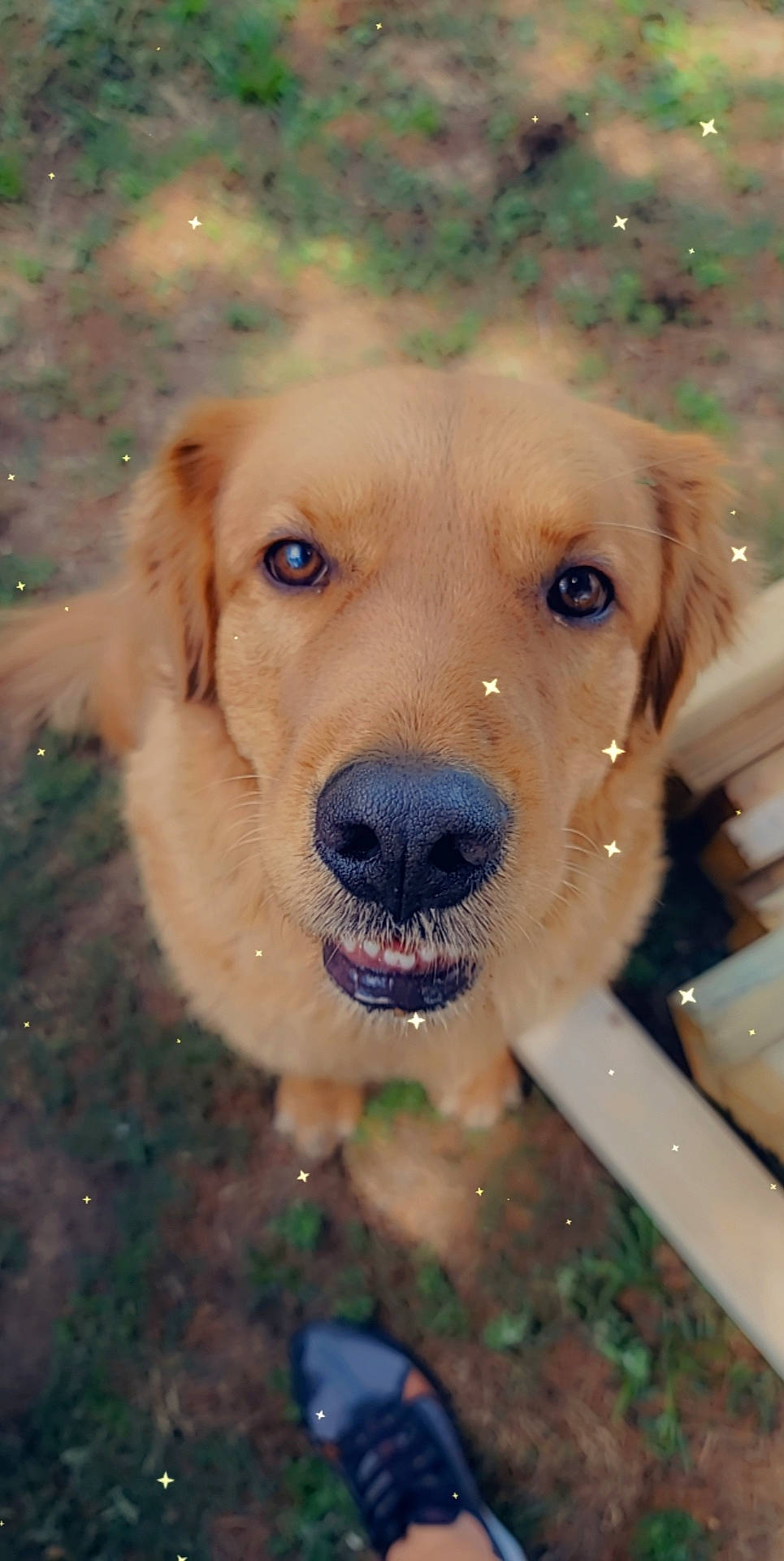 Milo joined the competition — help win amazing prizes! canidae, carnivore, circle, collar, companion_dog, dog, dog_breed, dog_collar, fawn, fur, gun_dog, liver, mirror, retriever, snout, snow, sporting_group, whiskers, winter, working_animal