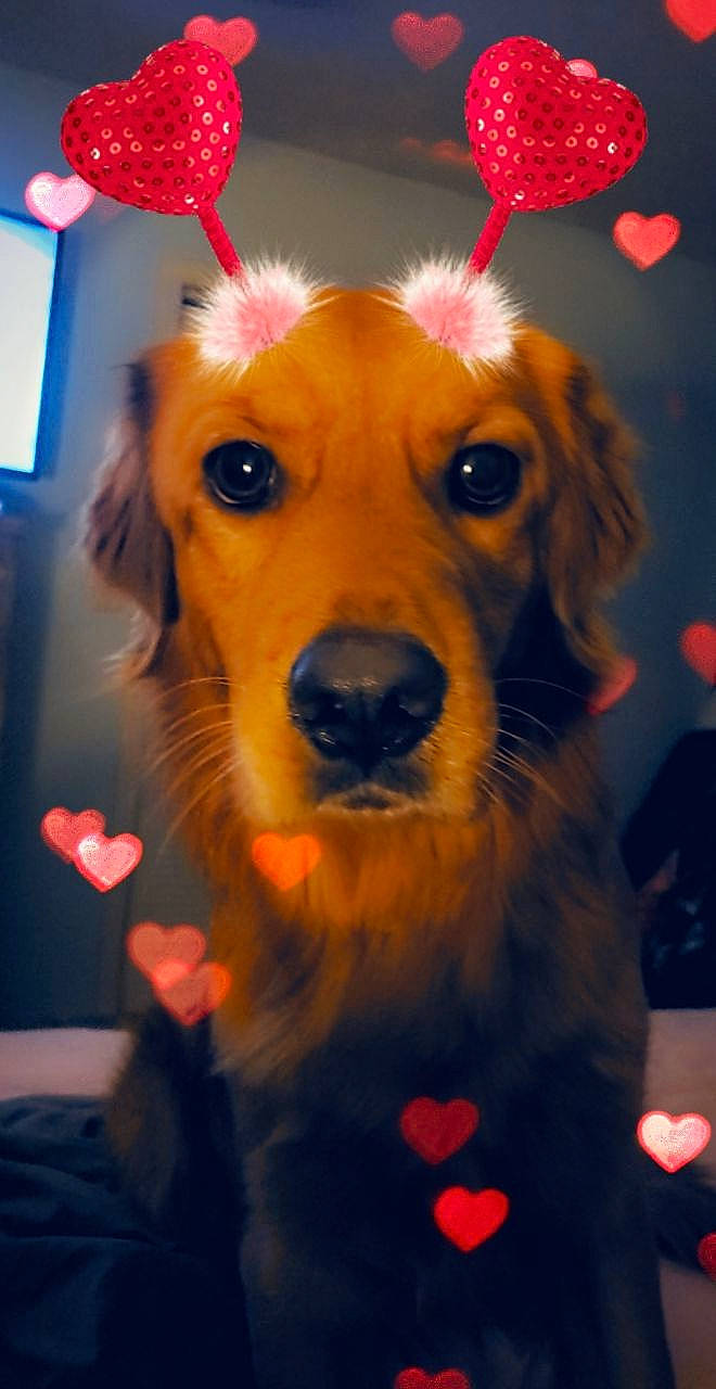 Milo is registered to the contest to win money with this photo: art, canidae, carnivore, companion_dog, dog, dog_breed, dog_supply, event, fashion_accessory, fawn, fun, fur, light, orange, snout, sporting_group, whiskers