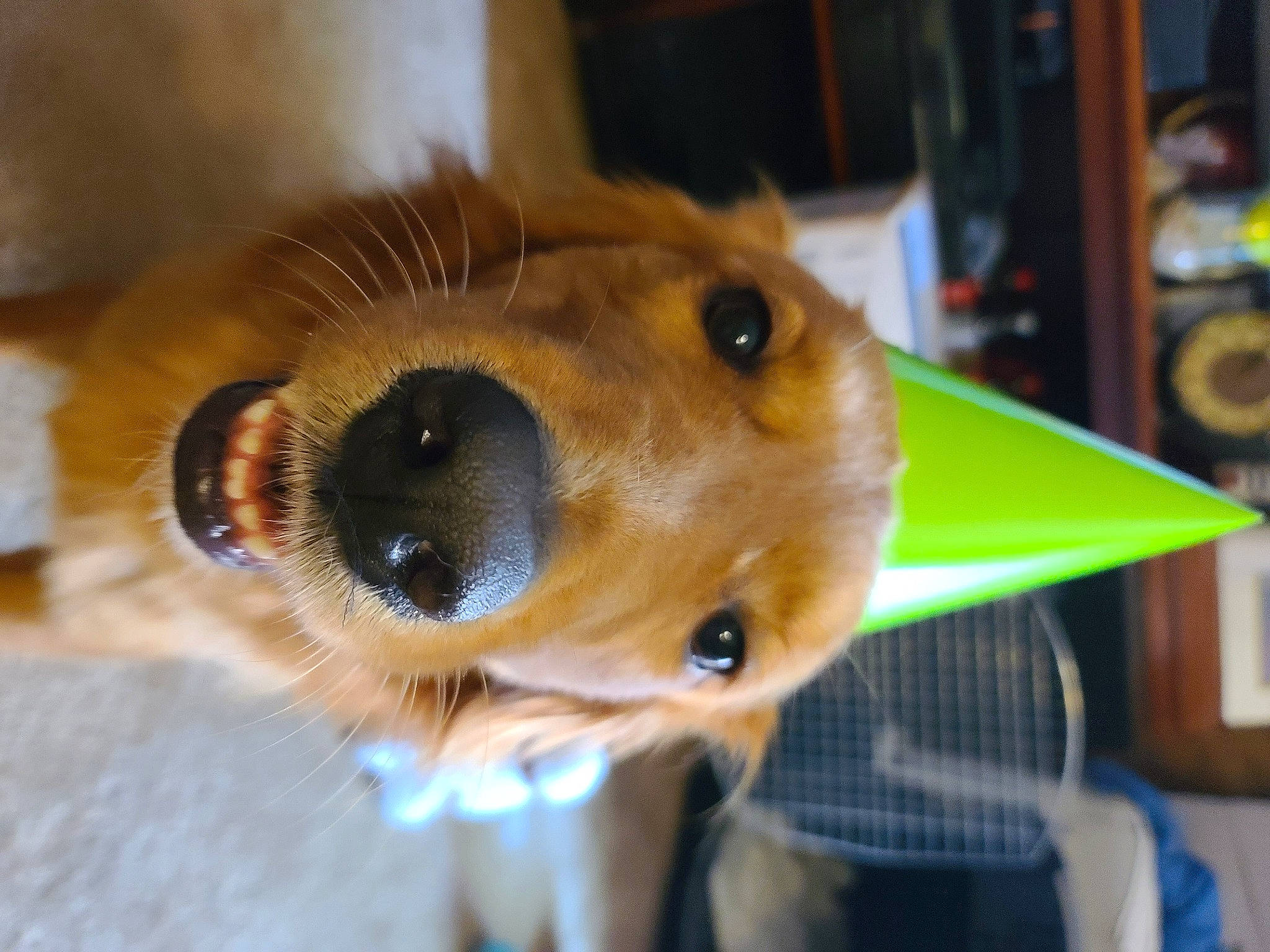 Milo is registered to the contest to win money with this photo: canidae, carnivore, companion_dog, dog, dog_breed, ear, eyelash, fawn, fur, jaw, liver, pet_supply, retriever, selfie, smile, snout, sporting_group, whiskers, wildlife, working_animal