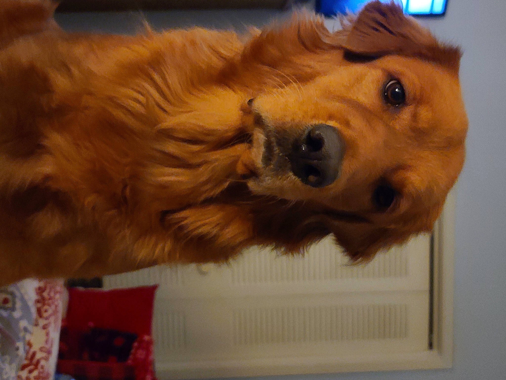 Milo is registered to the contest to win money with this photo: art, canidae, carnivore, companion_dog, dog, dog_breed, fawn, fur, liver, paw, pomeranian, retriever, snout, sporting_group, toy_dog, whiskers, wood, working_animal