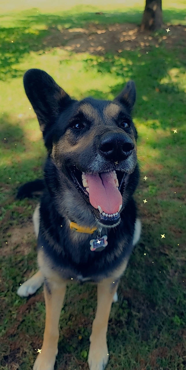 Tipsy joined the competition — help win amazing prizes! australian_cattle_dog, carnivore, collar, companion_dog, dog, dog_breed, dog_collar, east_european_shepherd, fang, german_shepherd_dog, grass, guard_dog, herding_dog, leash, plant, snout, sporting_group, terrestrial_animal, whiskers, working_animal