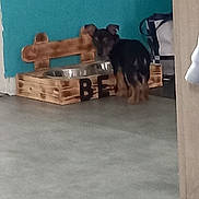 Bean a rejoint le concours — aidez-le/la à gagner de superbes lots ! animal, beagle, box, canine, cat, den, dog, doghouse, germanshepherd, hardwood, hound, husky, indoors, interiordesign, kennel, pet, plywood, policedog, puppy, wood