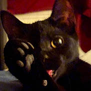 Pringle joined the competition — help win amazing prizes! animal, black_cat, blurred, cat, close_up, cozy, cute, dim_light, domestic_cat, ears, face, feline, fur, indoor, mouth_open, paw, pet, playful, whiskers, yellow_eyes