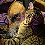 cat, dog, pet, cuddling, tabby_cat, large_dog, whiskers, fur, close_up, bed, blanket, indoor, companion, resting, cozy, portrait, sleepy, animal_bond, snout, brown_tabby