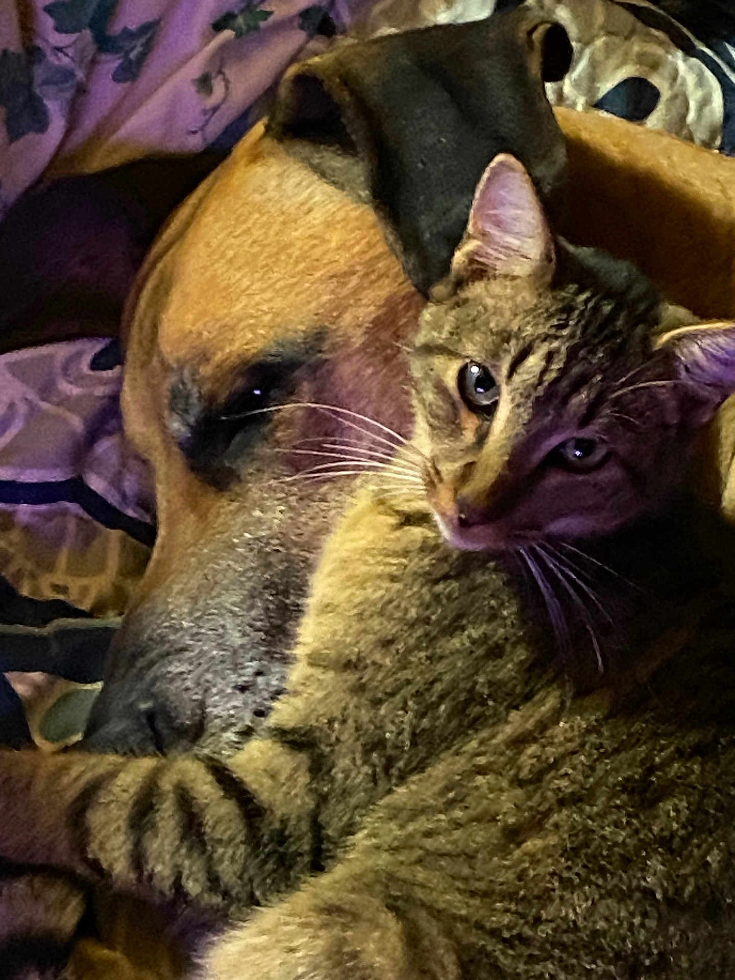 Red joined the competition — help win amazing prizes! cat, dog, pet, cuddling, tabby_cat, large_dog, whiskers, fur, close_up, bed, blanket, indoor, companion, resting, cozy, portrait, sleepy, animal_bond, snout, brown_tabby