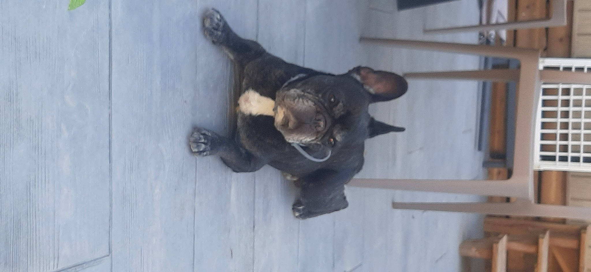 Jack a rejoint le concours — aidez-le/la à gagner de superbes lots ! black_cat, canidae, carnivore, cat, dog_breed, domestic_short_haired_cat, felidae, fur, guard_dog, small_to_medium_sized_cats, snout, sporting_group, tail, terrestrial_animal, whiskers, window, wood, working_animal