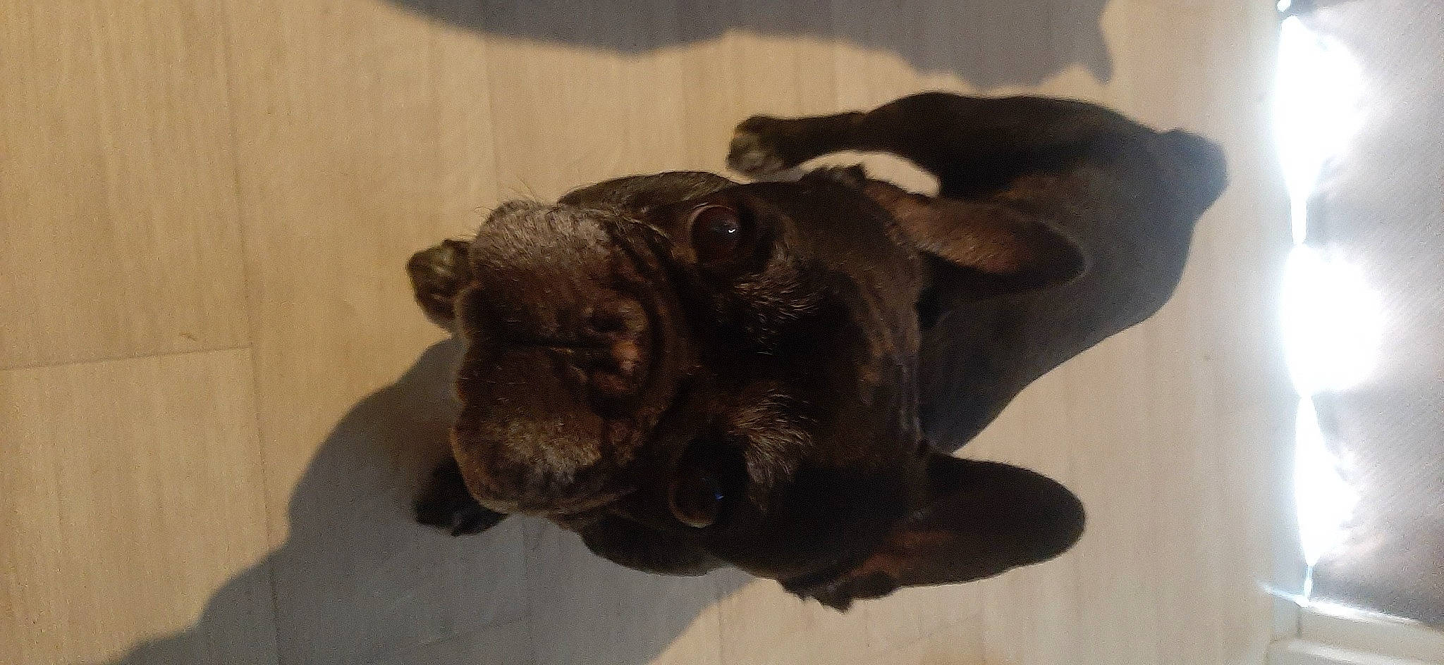 Jack a rejoint le concours — aidez-le/la à gagner de superbes lots ! bulldog, canidae, carnivore, companion_dog, dog, dog_breed, ear, fawn, guard_dog, liver, pug, snout, sporting_group, tail, terrestrial_animal, toy_dog, whiskers, wood, working_animal, wrinkle