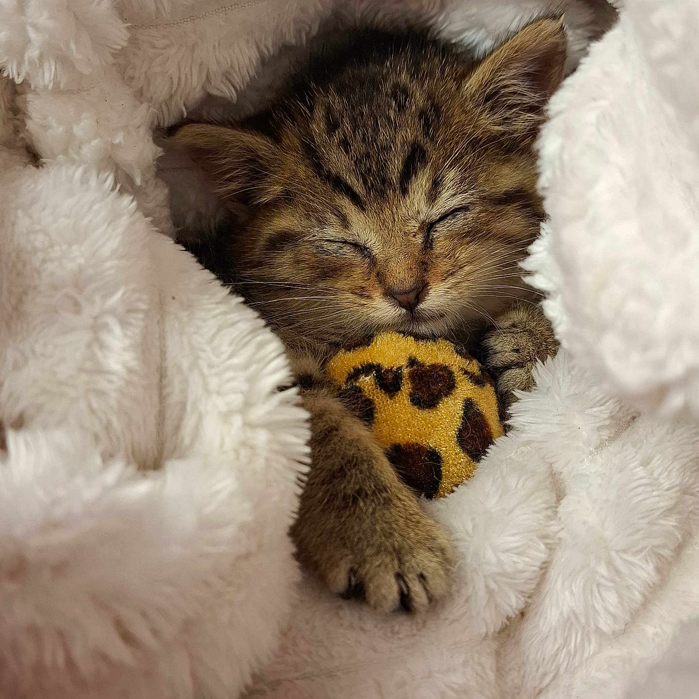 Chipie participe au concours pour gagner de l'argent avec cette photo : abyssinian, animal, blanket, cat, clothing, couch, fur, furniture, homedecor, kitten, manx, ocelot, person, pet, plush, quilt, sleeping, toy