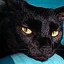black_cat, close_up, yellow_eyes, resting, feline, pet, animal, fur, whiskers, head, face, portrait, indoors, blue_background, calm, curious, domestic_cat, soft_texture, close_range, animal_portrait