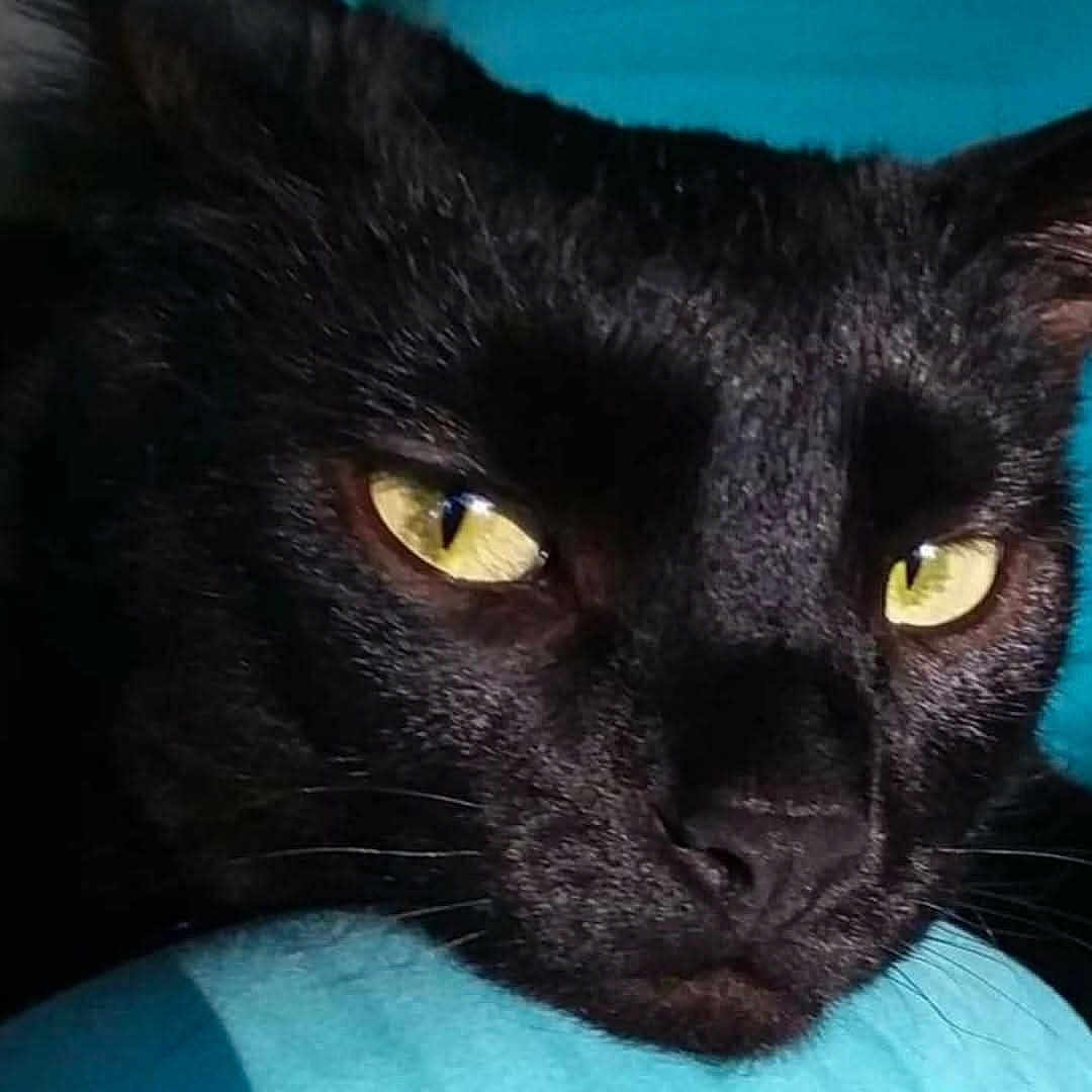 Koda is registered to the contest to win money with this photo: animal, animal_portrait, black_cat, blue_background, calm, close_range, close_up, curious, domestic_cat, face, feline, fur, head, indoors, pet, portrait, resting, soft_texture, whiskers, yellow_eyes