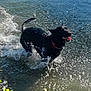 active, animal, black_dog, canine, collar, dog, energetic, happy, motion, nature, outdoor, pet, playing, river, splashing, summer, sunlight, tongue_out, water, wet