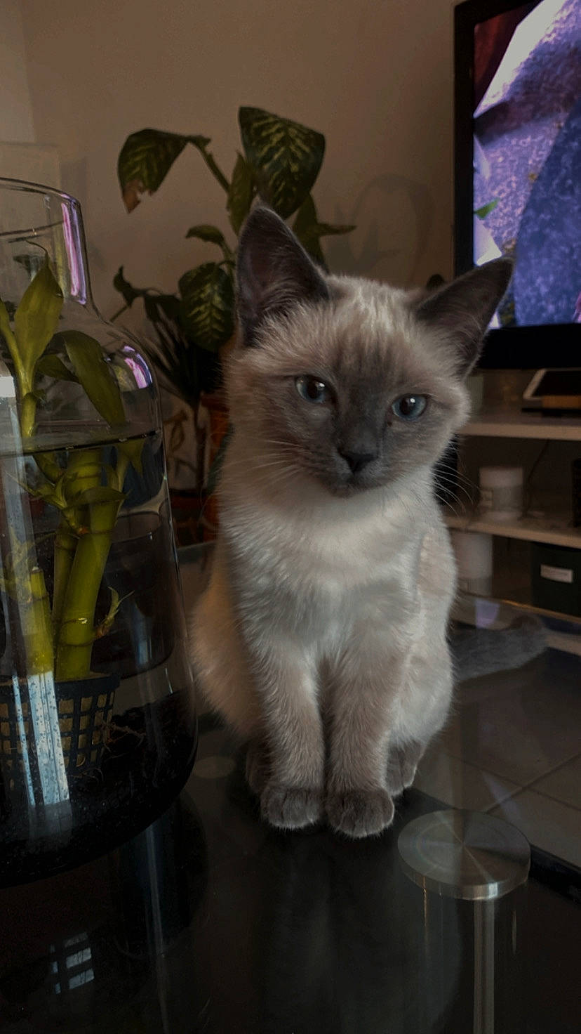 Lilith participe au concours pour gagner de l'argent avec cette photo : balinese, birman, box, carnivore, cat, chair, domestic_short_haired_cat, eye, fawn, felidae, flowerpot, fur, houseplant, plant, siamese, small_to_medium_sized_cats, tail, thai, tonkinese, whiskers