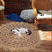 Jet joined the competition — help win amazing prizes! black_and_white_cat, brick_wall, cat, cozy, crocheted_rug, cushion, daylight, furniture, home_decor, indoor, interior, lying_down, peaceful, pet, relaxing, rug, sunlight, wicker_chair, window, wooden_floor
