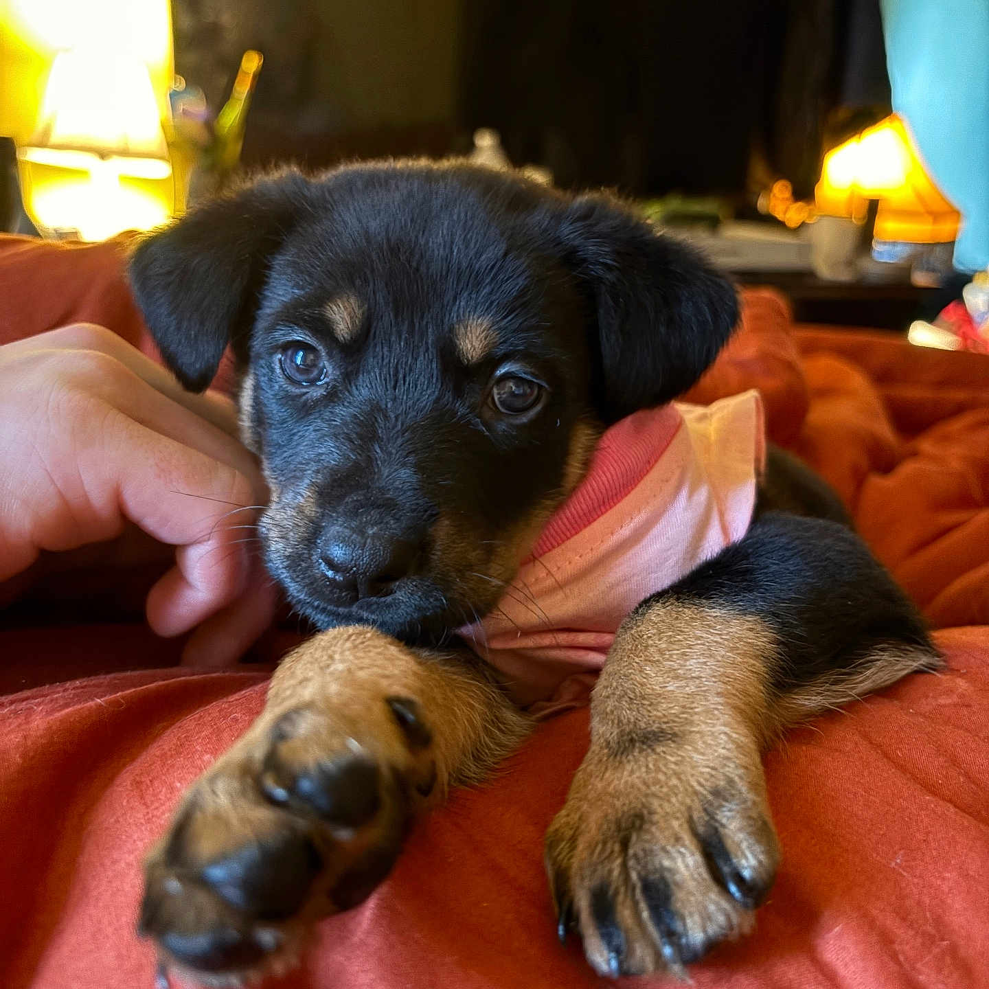 Maggie Mudpie is registered to the contest to win money with this photo: bedroom, black, blanket, brown, close_up, cozy, cute, dog, fur, hand, indoor, lamp, paw, pet, pink_shirt, puppy, resting, soft_texture, warm_lighting, young