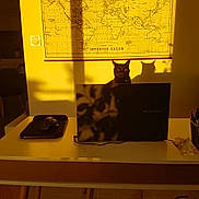 Miss participe au concours pour gagner de l'argent avec cette photo : cat, black_cat, laptop, desk, shadow, map, poster, sunlight, indoor, office, technology, animal, pet, feline, shadow_play, table, chair, glasses, pen_holder, warm_light