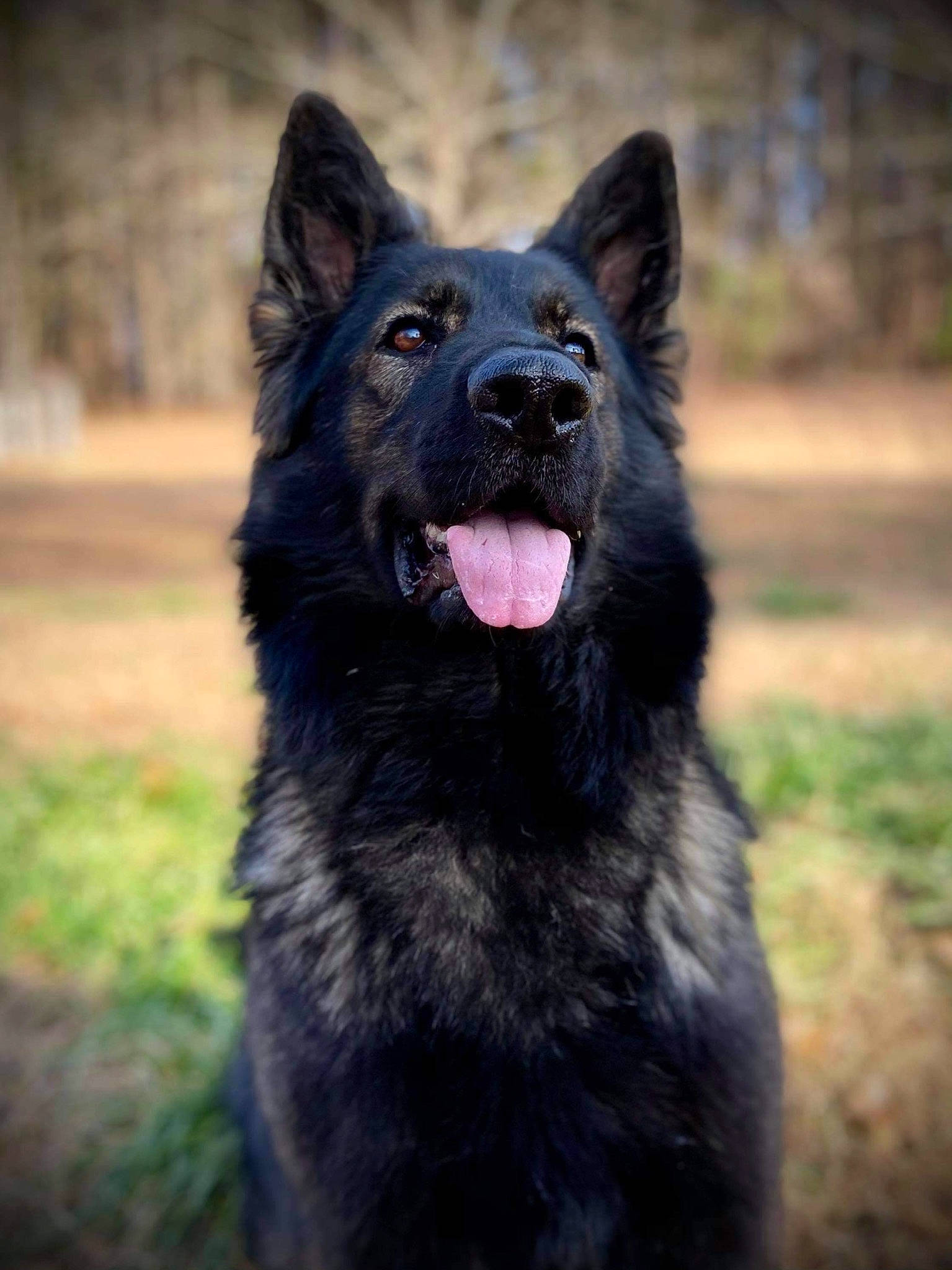 Emma is registered to the contest to win money with this photo: ancient_dog_breeds, canidae, carnivore, companion_dog, dog, dog_breed, fur, grass, king_shepherd, non_sporting_group, snout, sporting_group, terrestrial_animal, wildlife, working_animal, working_dog