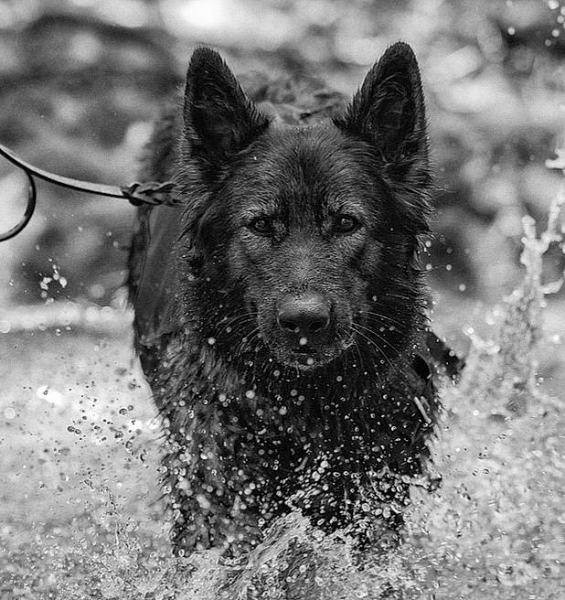 Emma is registered to the contest to win money with this photo: canidae, canis, carnivore, dog, dog_breed, fur, guard_dog, herding_dog, king_shepherd, monochrome, monochrome_photography, snout, snow, sporting_group, tree, water, wildlife, winter, working_animal, working_dog