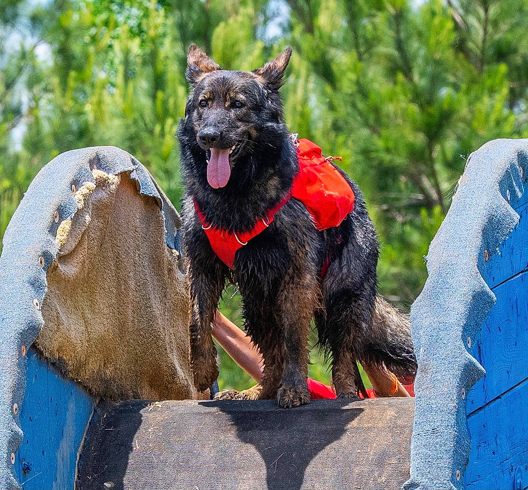 Emma is registered to the contest to win money with this photo: art, blue, canidae, carnivore, collar, companion_dog, dog, dog_breed, dog_collar, dog_supply, fawn, fur, plant, snout, sporting_group, tail, terrestrial_animal, tree, working_animal, working_dog